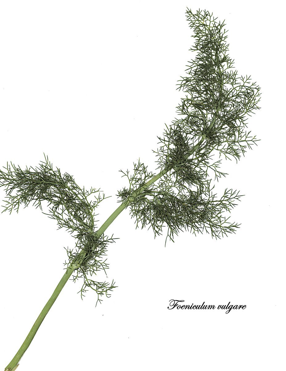 Fennel Seeds (Saunf)