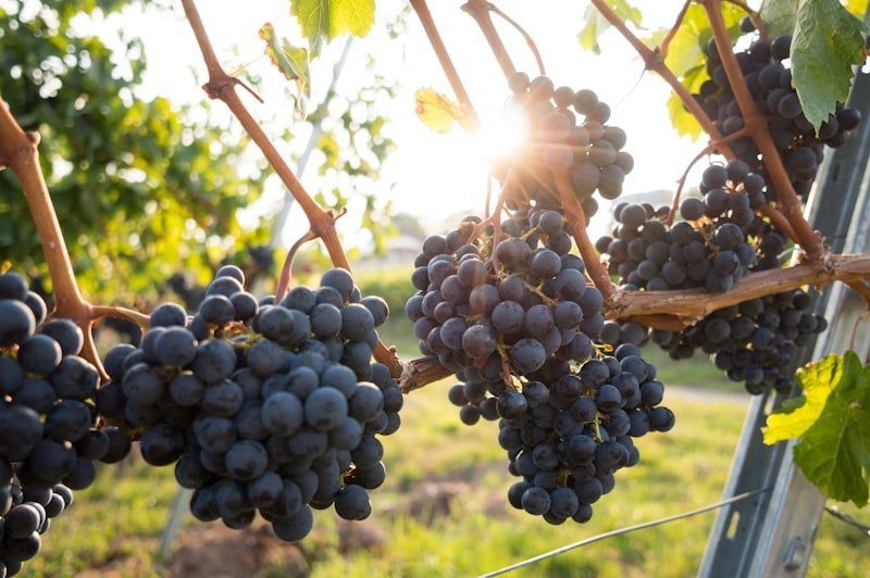 Fresh Indian Grapes